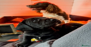 Springador dogs working line springadors - Advert 16