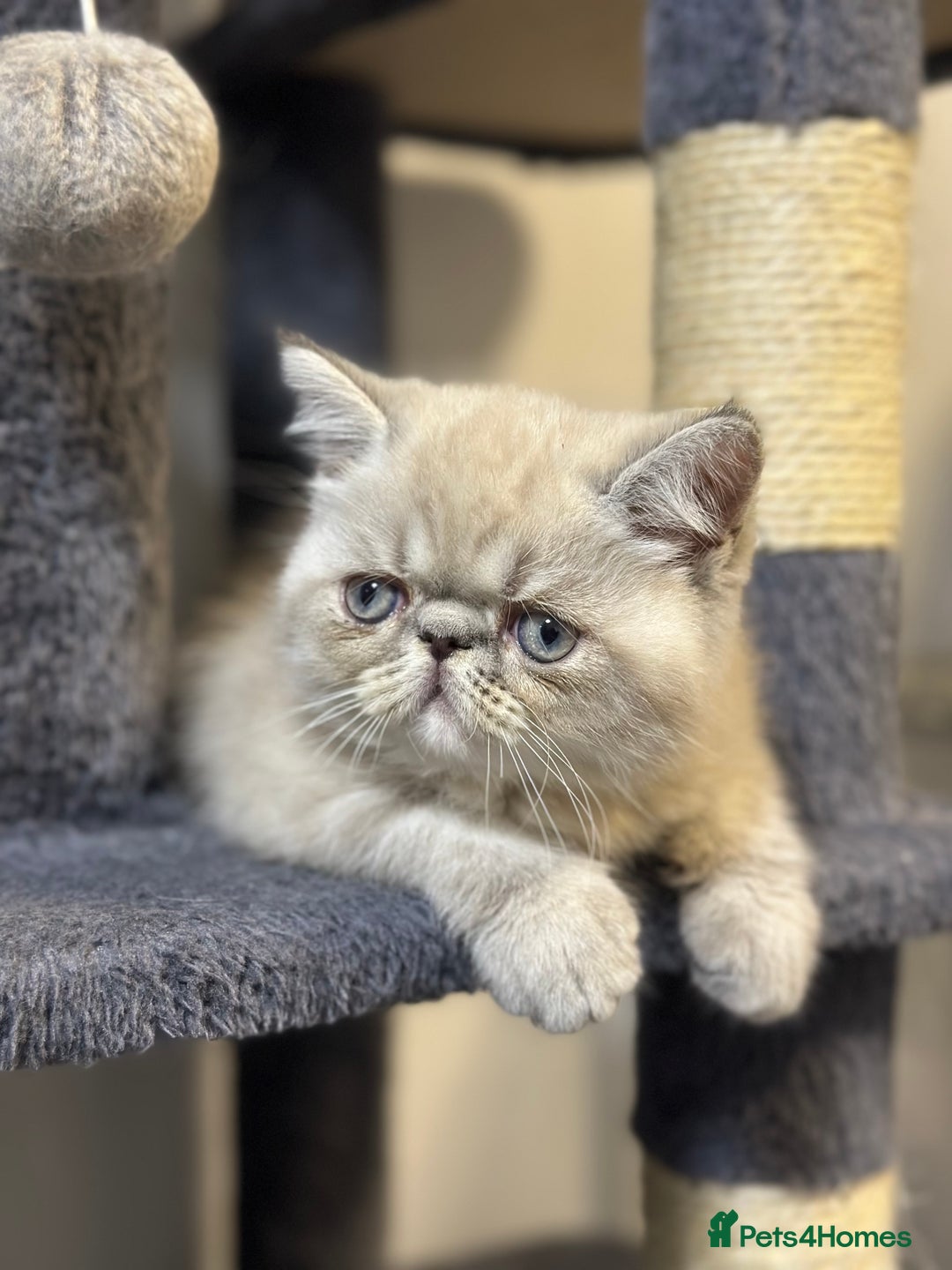 Exotic cats for sale: ⭐️ Exceptional Exotic x Persian Kittens ⭐️ - Advert 4