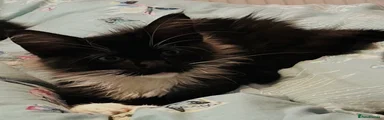 Maine Coon 6