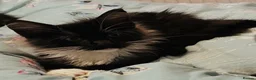 Maine Coon cats for sale: Full bread Maine coon kittens 6 left  - Advert 2