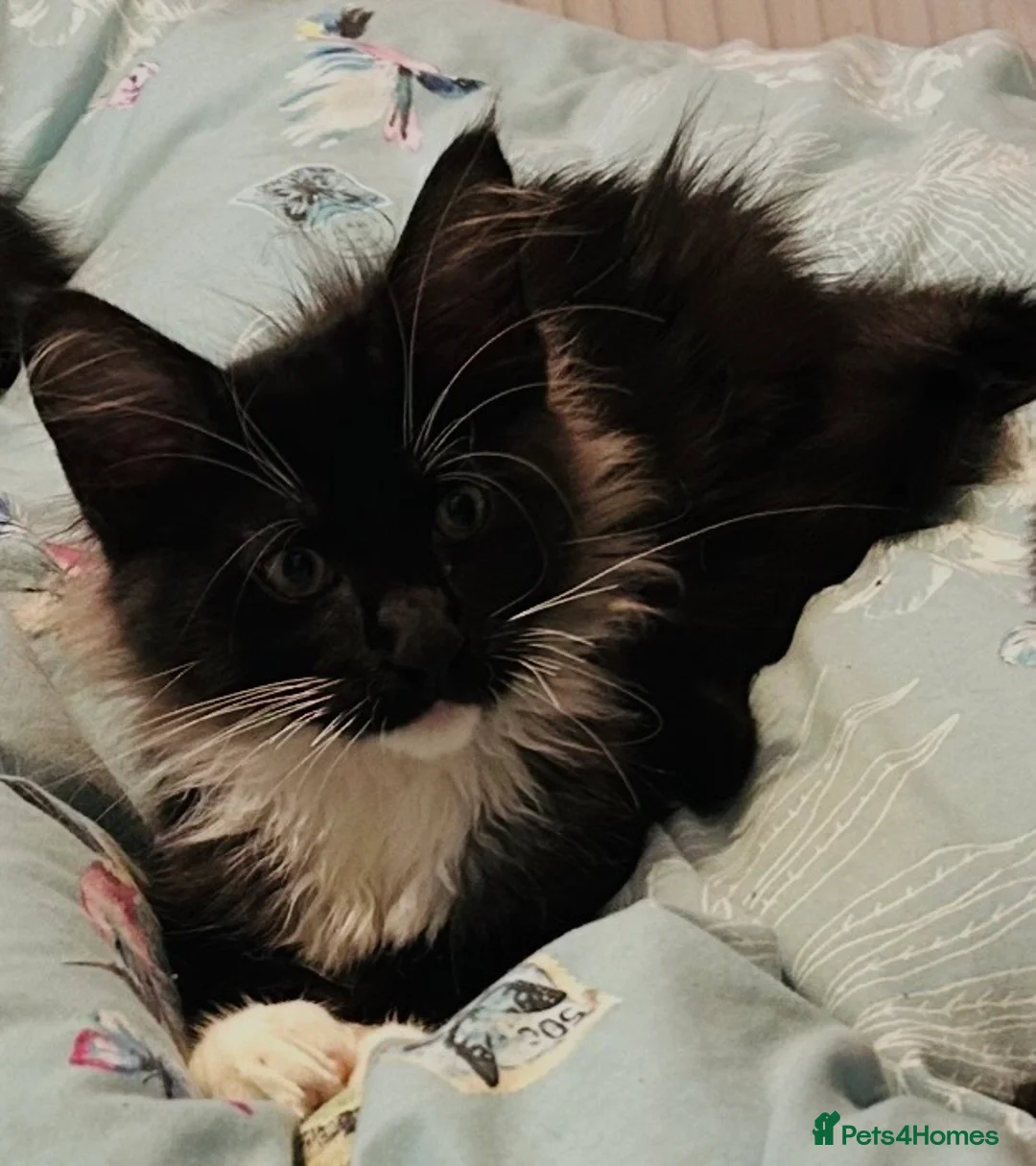 Maine Coon cats for sale: Full bread Maine coon kittens 6 left  - Advert 2