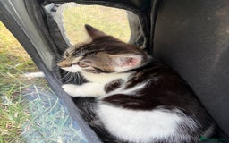 Mixed Breed cats for sale: Female 9 weeks friendly kitten  - Image 2