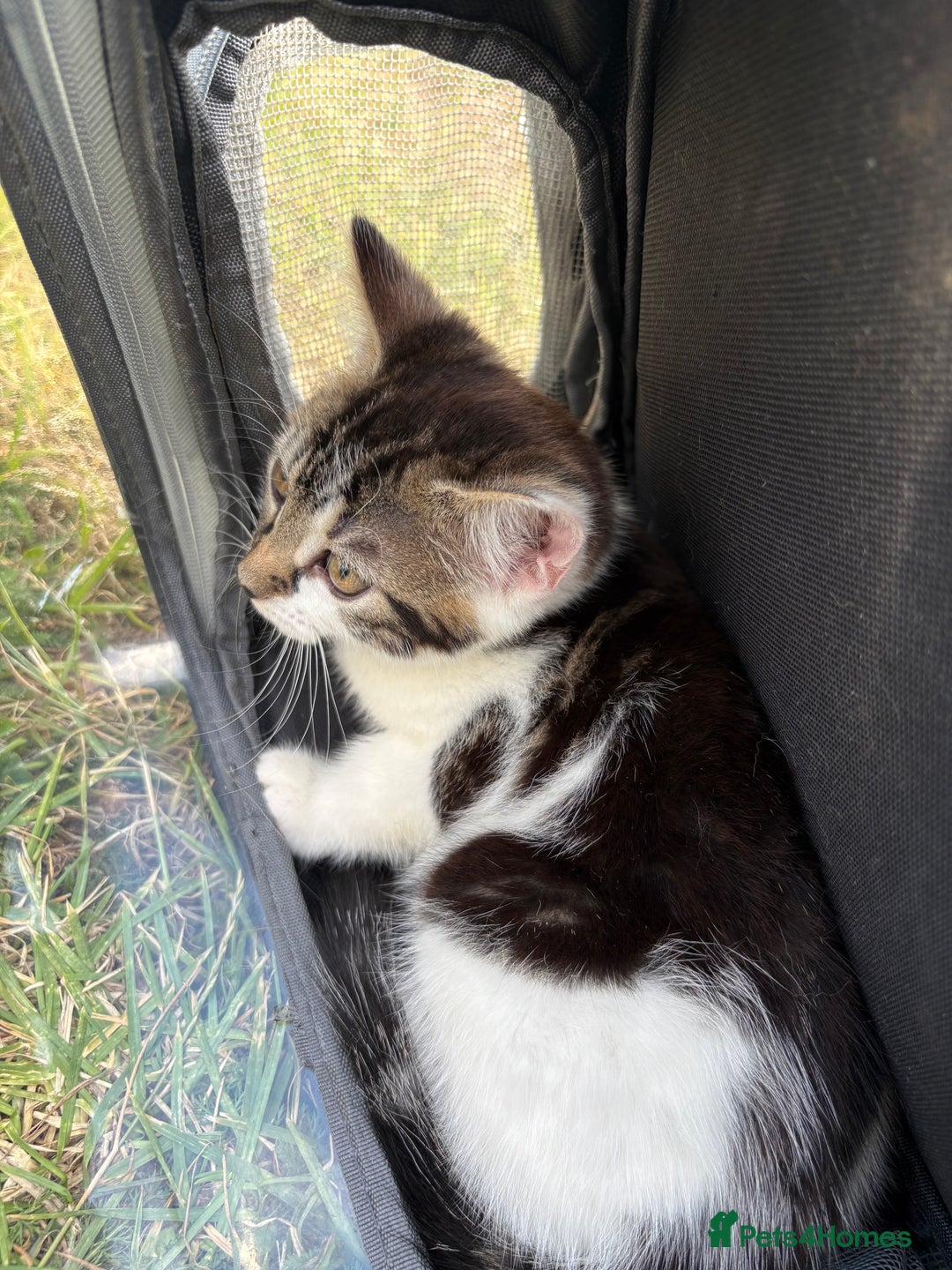 Mixed Breed cats for sale: Female 9 weeks friendly kitten  - Image 2