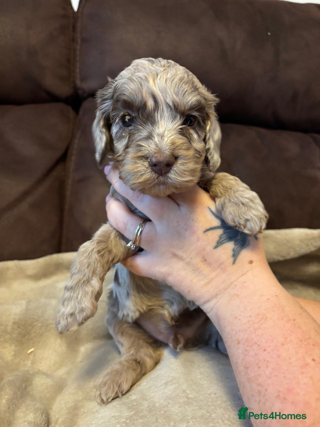 Cockapoo dogs for sale: Stunning cockapoo boys  - Image 7