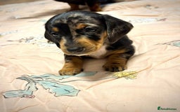 Miniature Dachshund dogs for sale: calm cuties silver dachshund mini dapples - Image 7