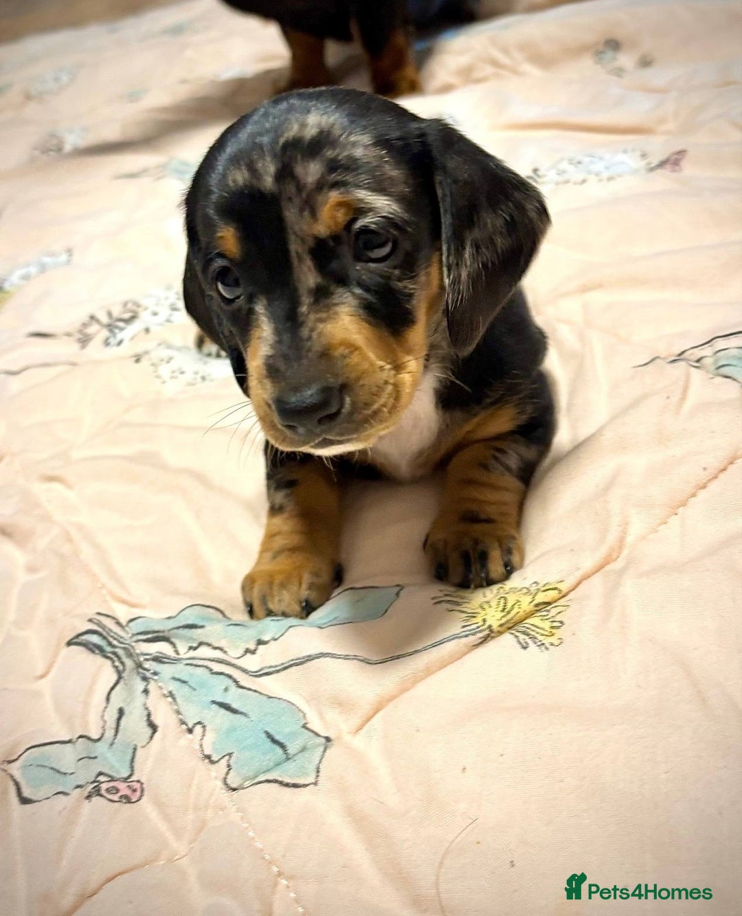 Miniature Dachshund dogs for sale: calm cuties silver dachshund mini dapples - Image 7