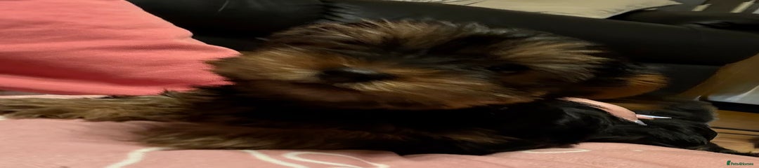 Yorkshire Terrier Puppy 3