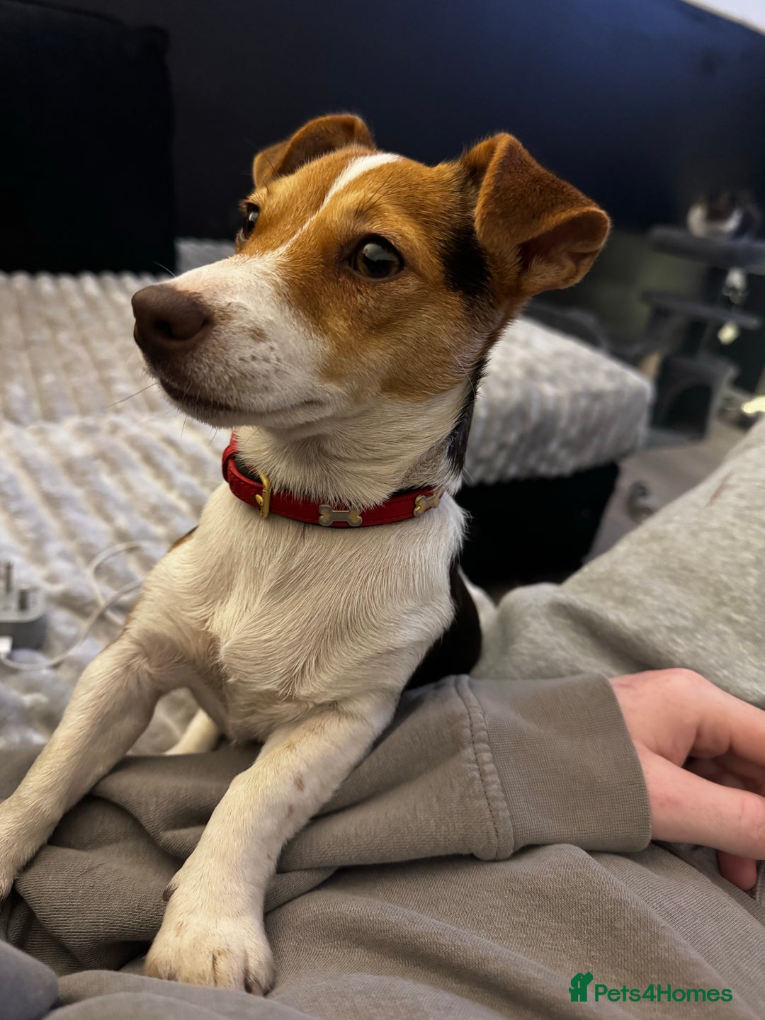 Gallery Image {{count}}