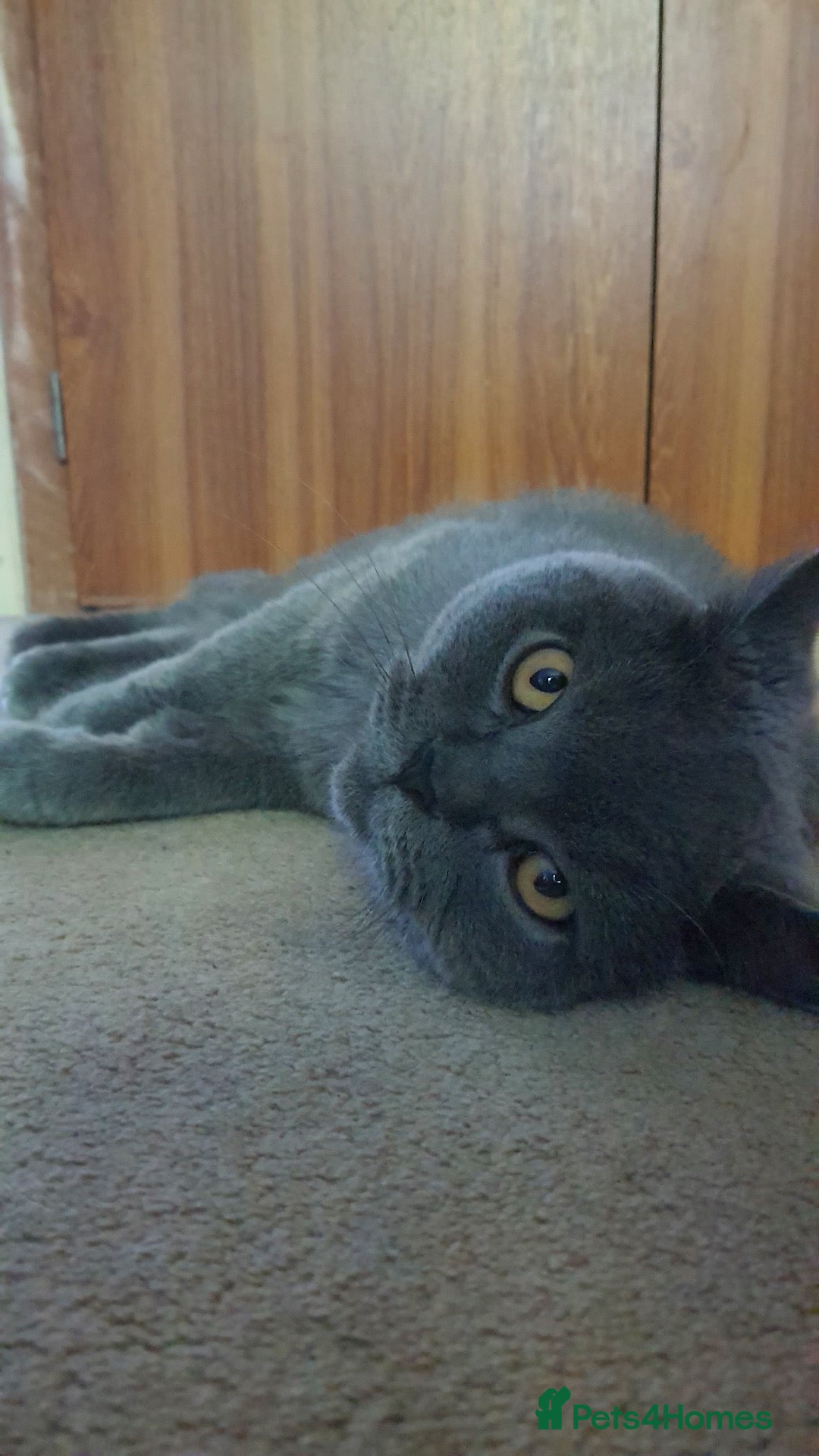 British Shorthair cats Beautiful British Shorthair Boy  - Advert 1