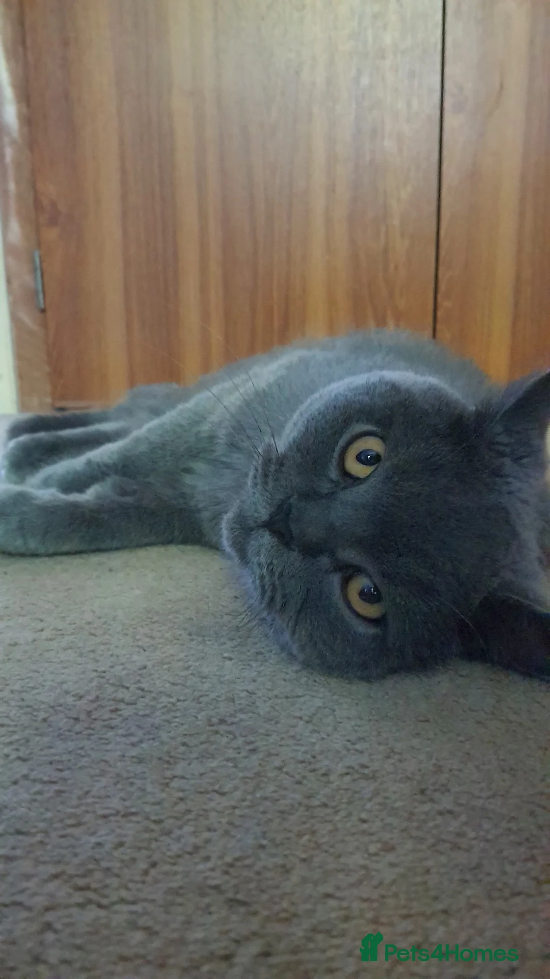 British Shorthair cats for sale: Beautiful British Shorthair Boy  in Oldbury - Advert 1