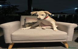 Mixed Breed dogs for sale: Husky and Labrador mix breed (Haskador) - Image 14