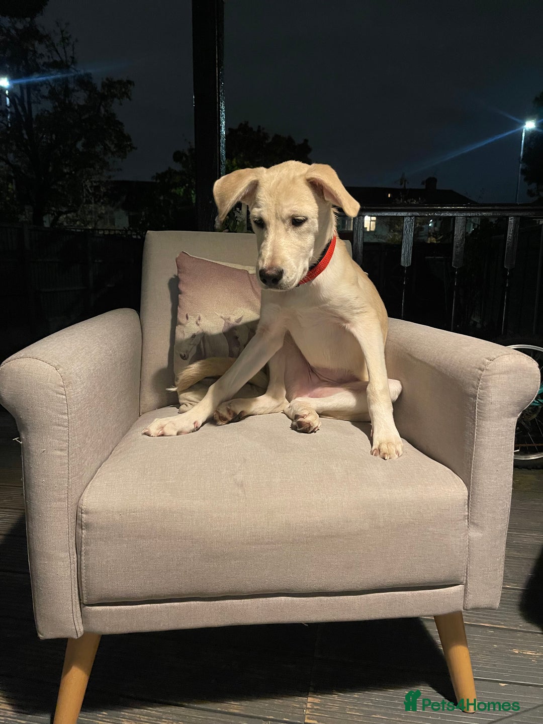 Mixed Breed dogs for sale: Husky and Labrador mix breed (Haskador) - Image 14