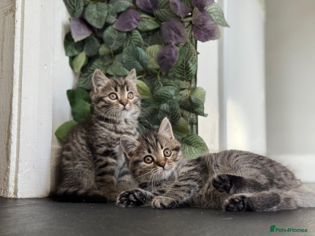 Persian cats for sale: 3 Stunning Female Kittens for Sale  - Image 12