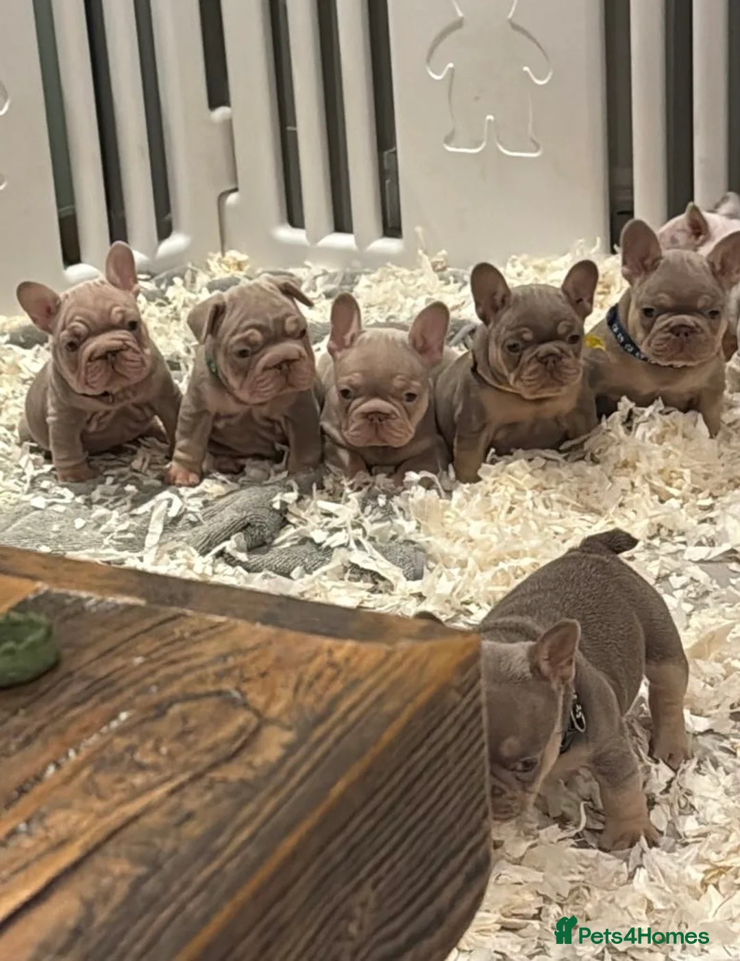 French Bulldog dogs for sale: High quality French bulldogs puppies  - Advert 28