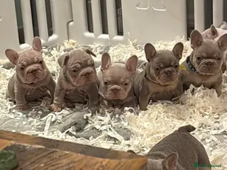 French Bulldog dogs Last beautiful boy - Advert 1