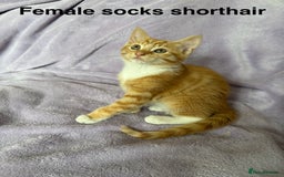 Mixed Breed cats for sale: Beautiful, friendly gingers! - Image 14