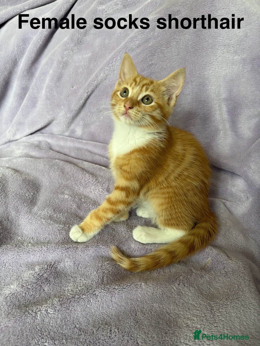 Mixed Breed cats for sale: Beautiful, friendly gingers! - Image 14