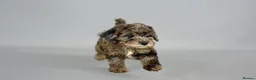 Cavapoo dogs for sale: Cavapoo puppies for sale  - Advert 17