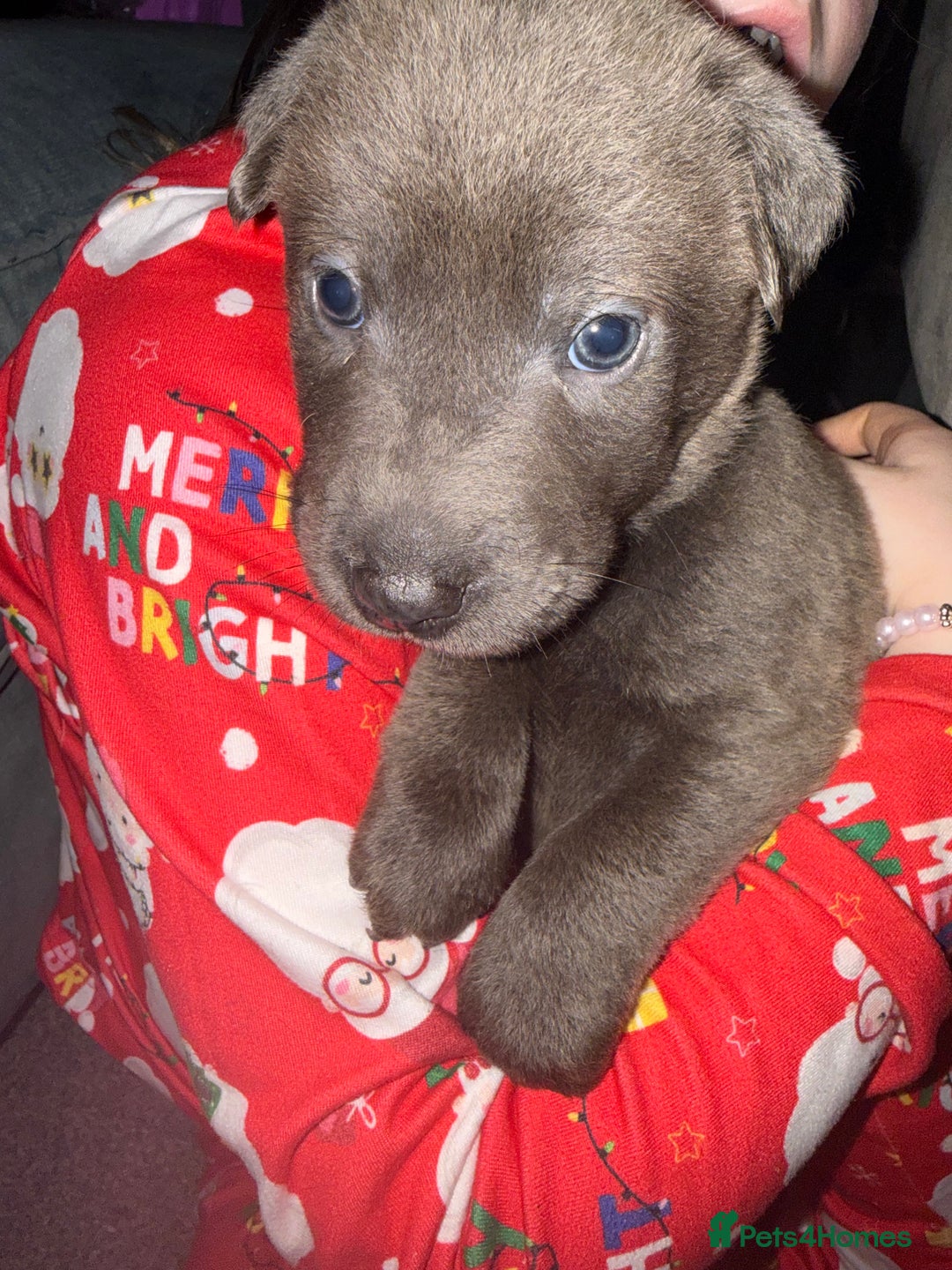 Mixed Breed dogs for sale: Ready 12 Jan Sharpei x Rhodesian ridgeback Hybrid - Advert 23