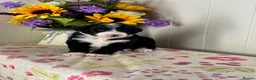 Bernedoodle dogs for sale: 2gorgeous medium size bernedoodle puppies  - Advert 33