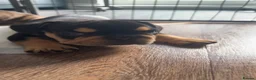 French Bulldog dogs for sale:  Stunning KC Registered French Bulldog Puppies 🐶 - Advert 3