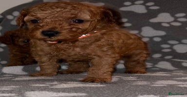 Cockapoo dogs - Advert 9