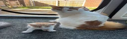 Maine Coon cats for sale: Maine coon & Turkish van mix - Advert 24