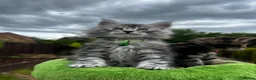 Maine Coon cats for sale: 🤩MAINE COON pedigree/genetic testing 🤩 - Advert 15