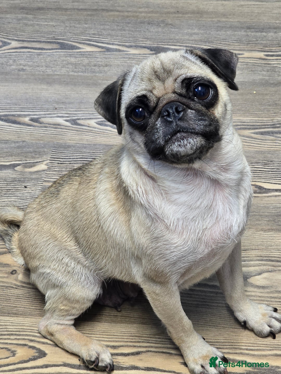 Mixed Breed dogs for sale: Ready now Gorgeous pugapoo  - Image 6