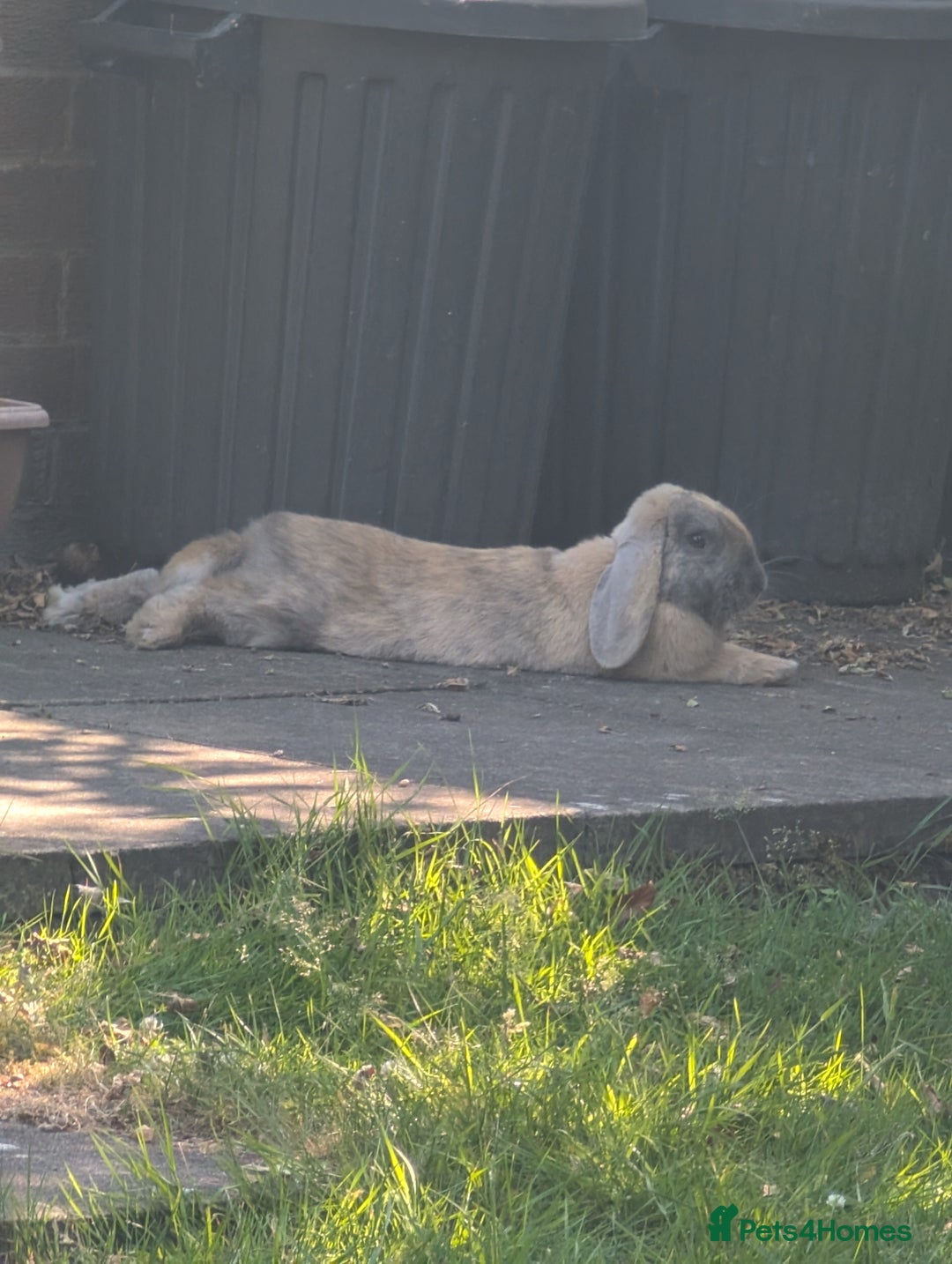 Mixed Breed rabbits for sale: Rabbit for Sale  - Image 2