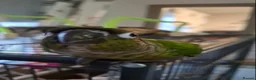 Conures birds for sale: Bonded Pair of Conures (Green Cheek & Pineapple) - Advert 4