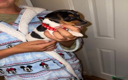 Jack Russell dogs for sale: Jack Russell Pure Breed Puppy’s  - Image 18
