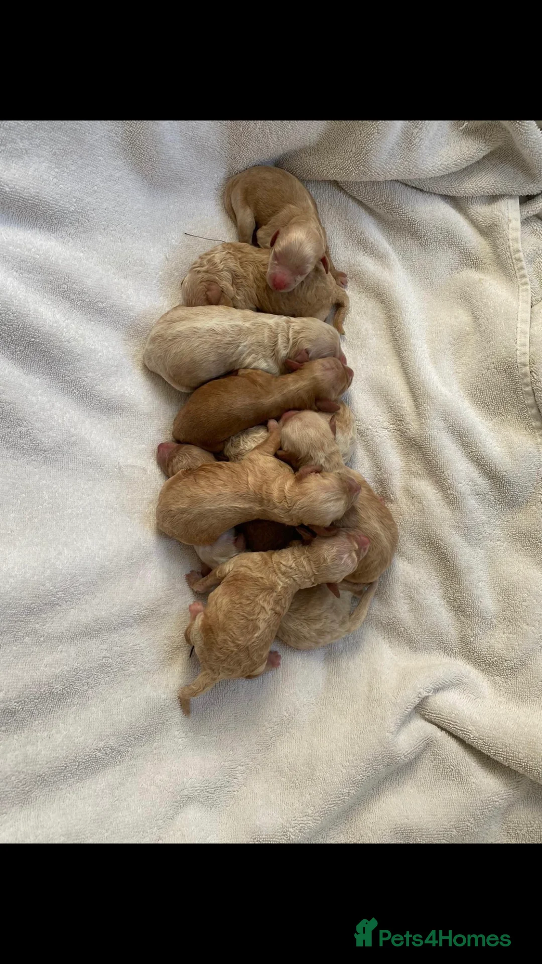 Miniature Poodle dogs for stud: ❤️ DNA Health Tested Beautiful red poodle for stud - Advert 13