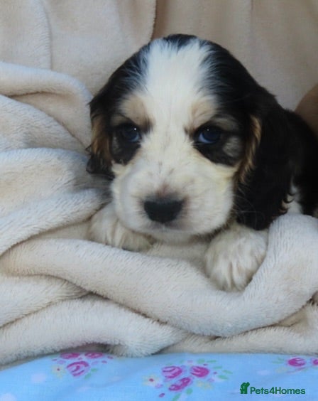 Cocker Spaniel dogs *only3available* Cocker Spaniel Puppies 🐾🐶🏡 - Advert 1