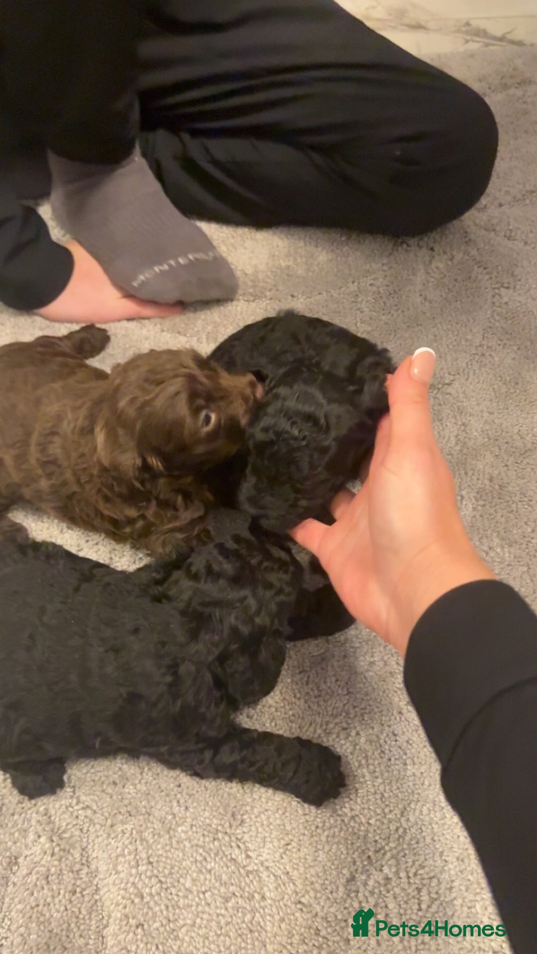 Cockapoo dogs for sale: Beautiful cockapoo puppies for sale - Advert 8