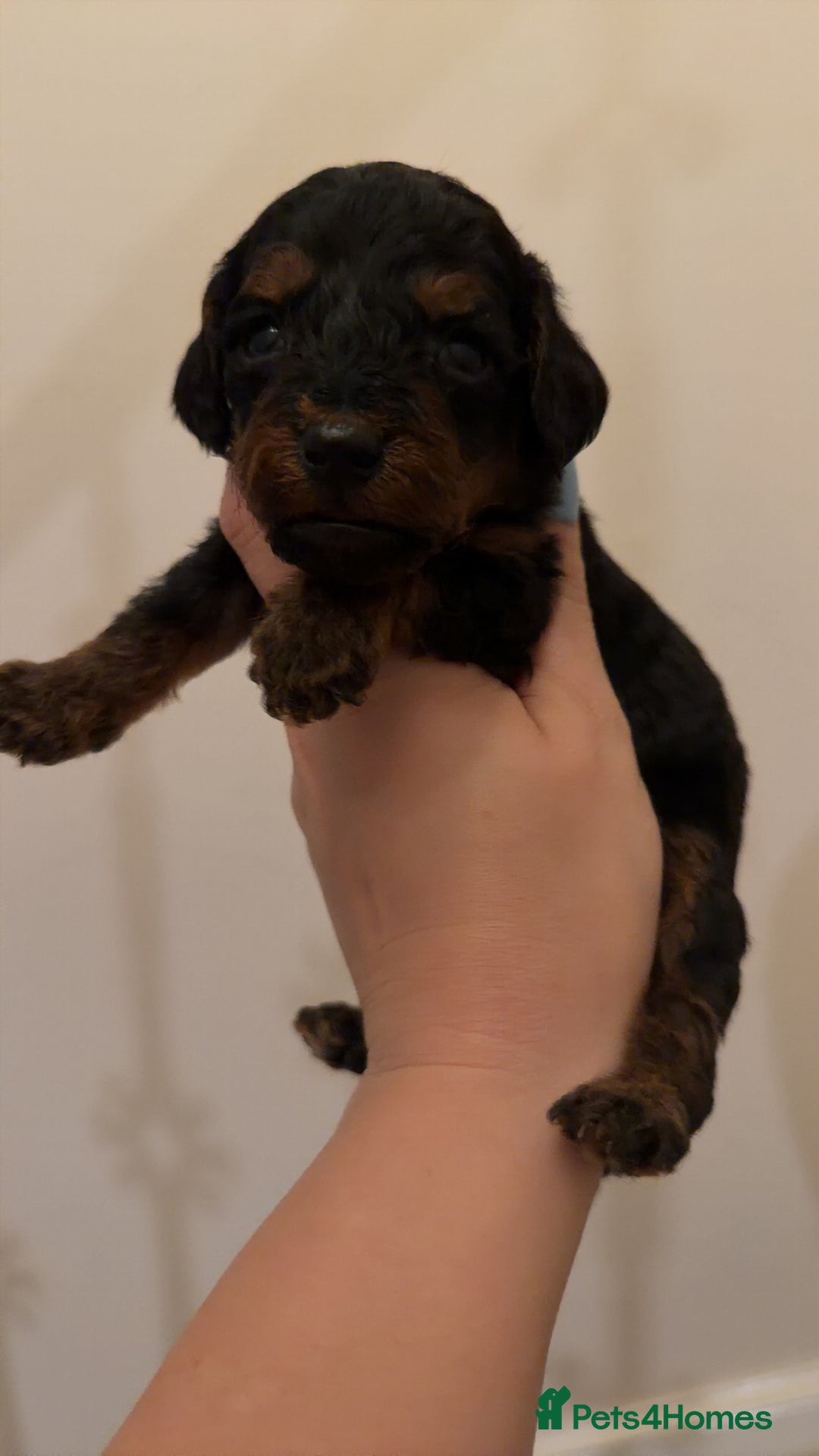 Mixed Breed dogs for sale: Miniature Doxiepoos  - Advert 14