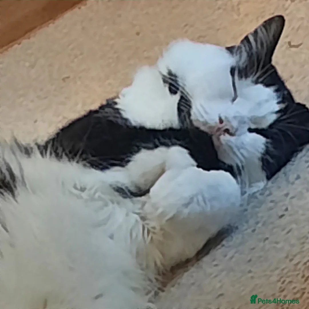 British Longhair cats for sale: Loki  - Advert 2