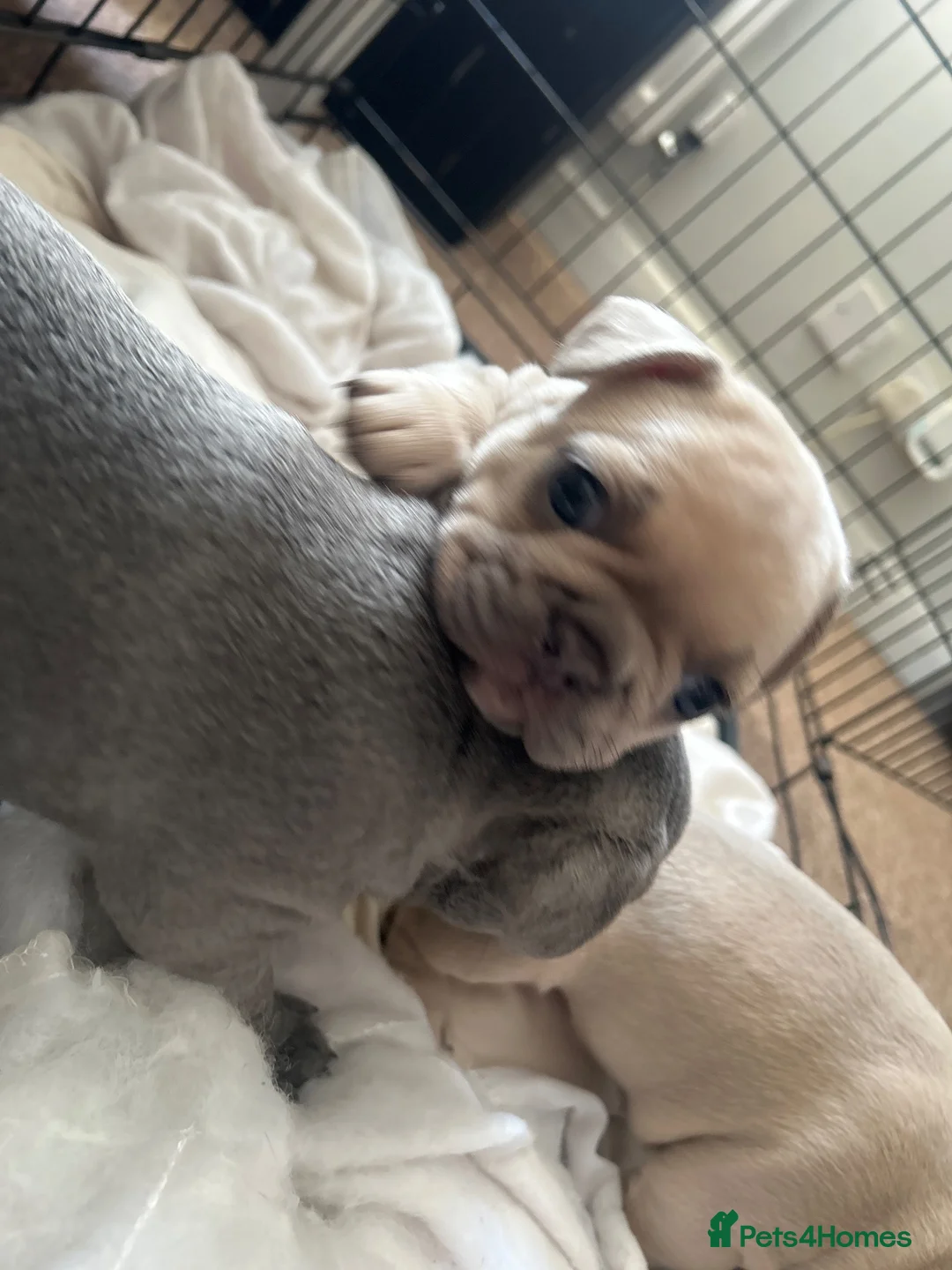 French Bulldog dogs for sale: Female French bulldogs 4 weeks old  - Advert 2