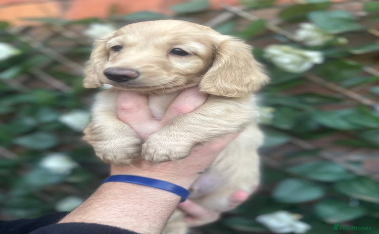 Miniature Dachshund dogs - Advert 1