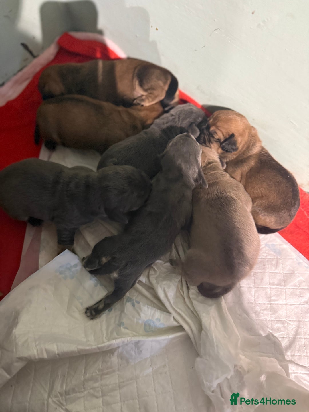 Mixed Breed dogs for sale: Adorable frenchie mix - Image 1