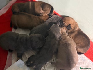 Mixed Breed dogs - Advert 22