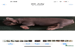 French Bulldog dogs for sale: French Bulldog Puppies, pink and fluffy carriers - Image 25