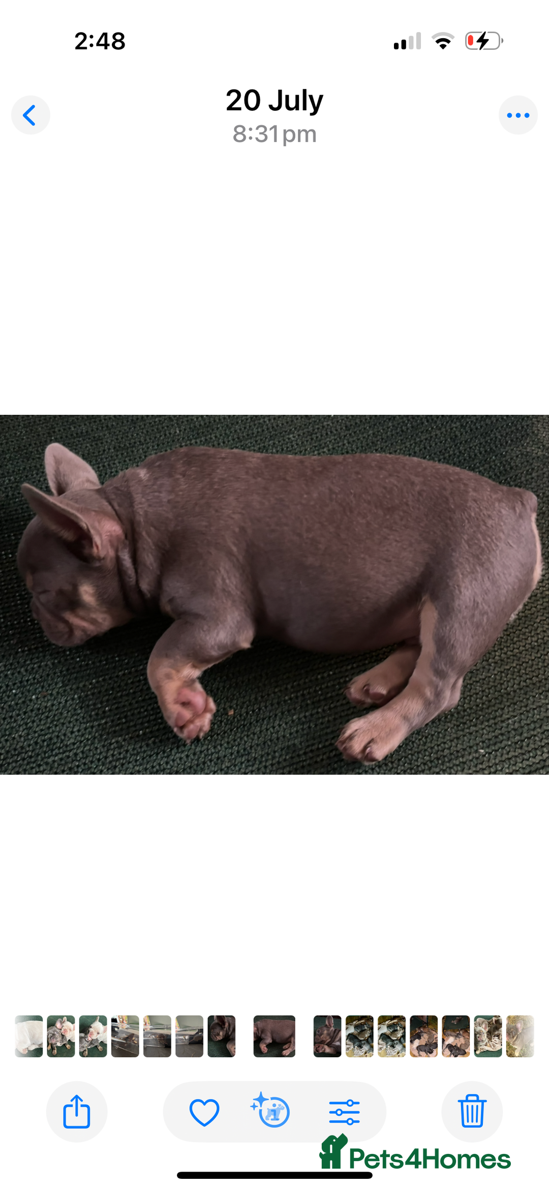 French Bulldog dogs for sale: French Bulldog Puppies, pink and fluffy carriers - Image 25
