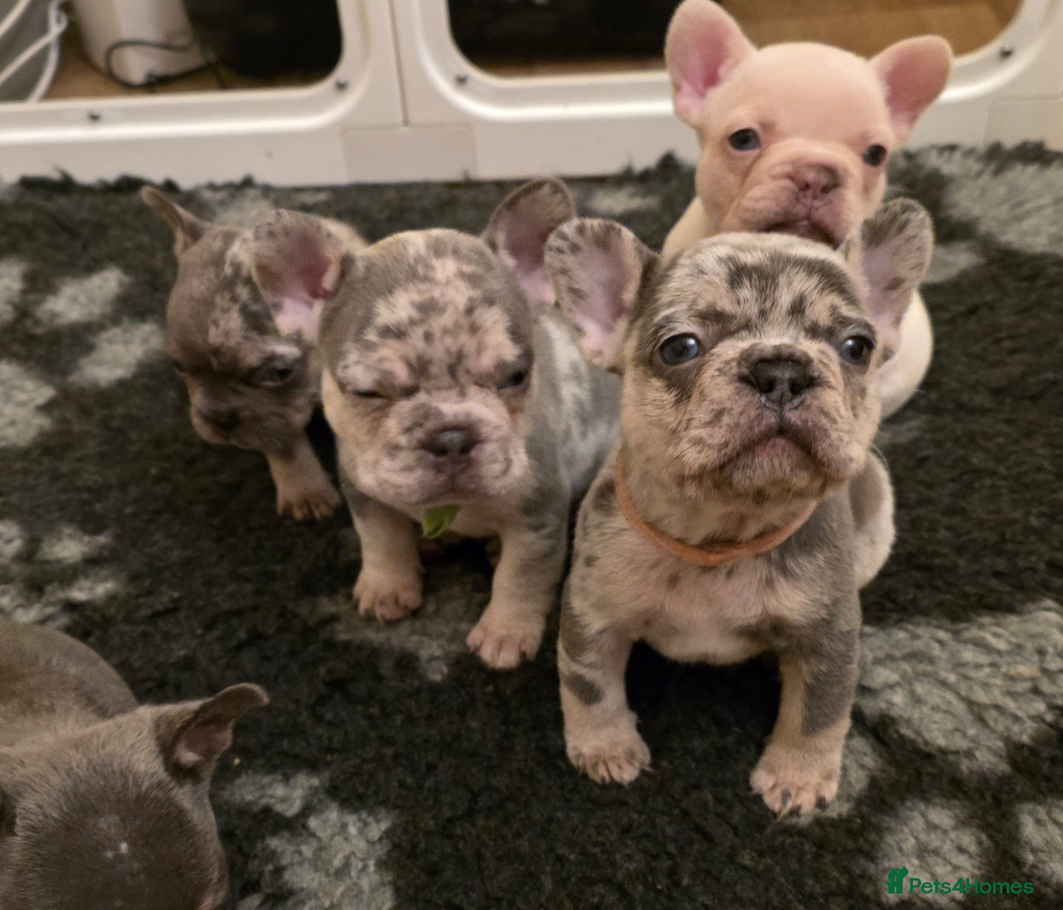 French Bulldog dogs Chunky Frenchie Puppies  - Advert 7