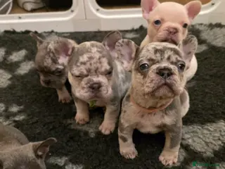 French Bulldog dogs Chunky Frenchie Puppies - Advert 7