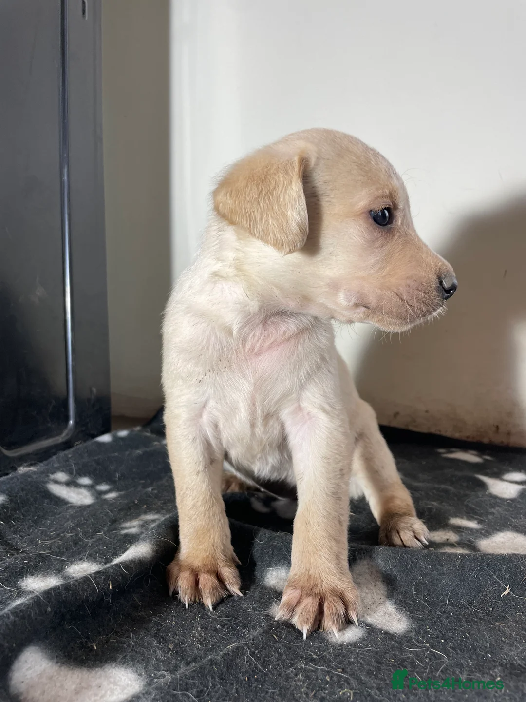 Labrador Retriever dogs for sale: All Reduced to £850 Ready to go now only 1 left - Advert 10