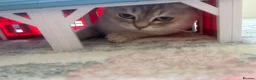British Shorthair cats for sale: Two beautiful cats for adoption  - Advert 7