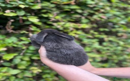Mini Lop rabbits for sale: Pure Bred Mini Lop Bunnies  - Image 6