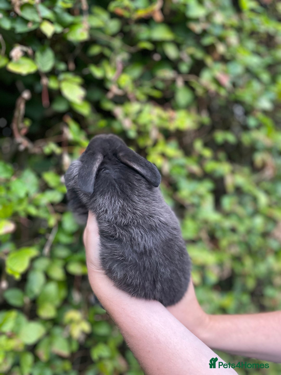 Mini Lop rabbits for sale: Pure Bred Mini Lop Bunnies  - Image 6