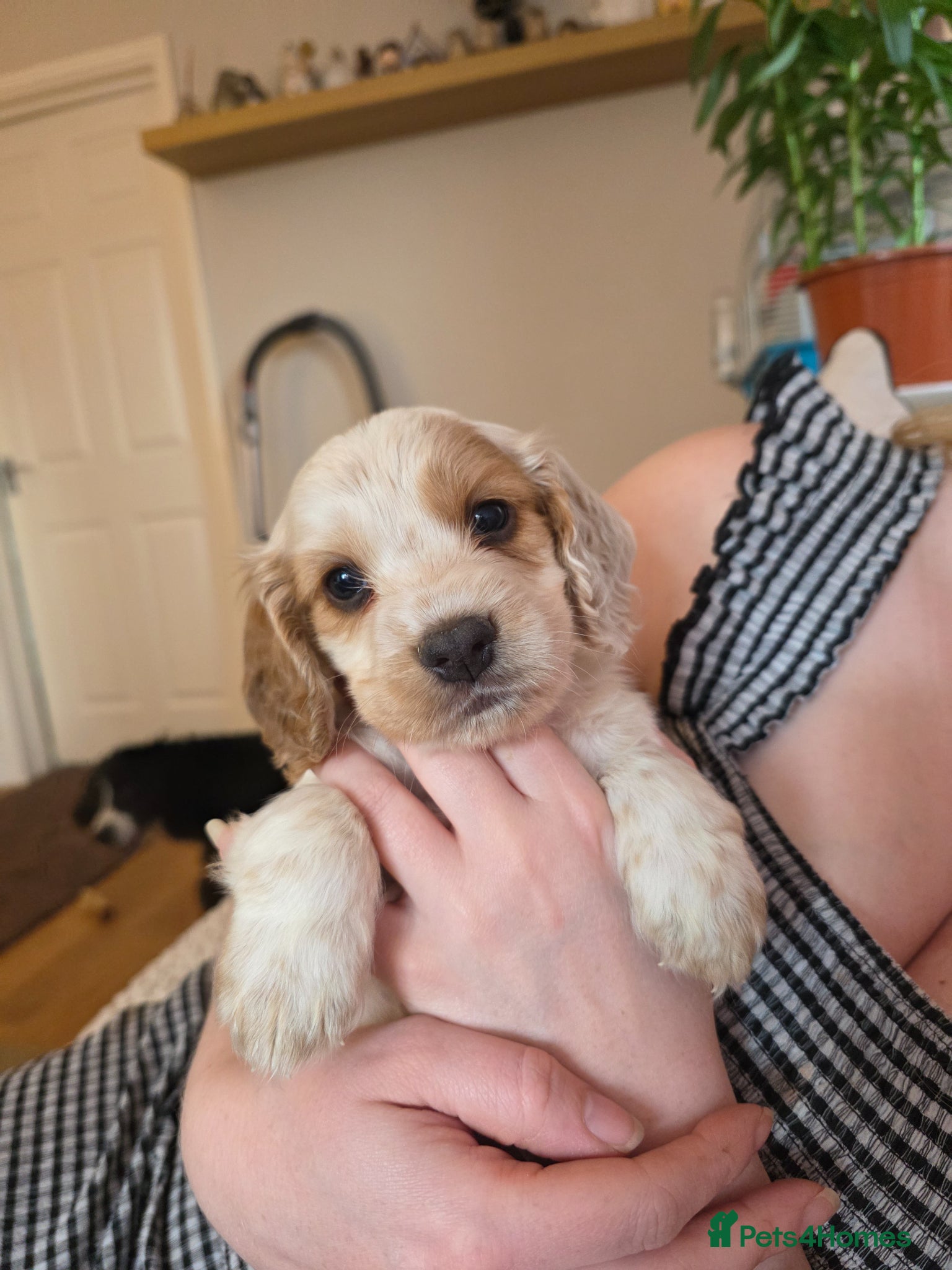 Cocker Spaniel dogs Working Cocker Spaniel Puppies - Advert 1